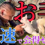 犬達にお手を教えたら子犬から老犬まで個性豊かで面白すぎたwww