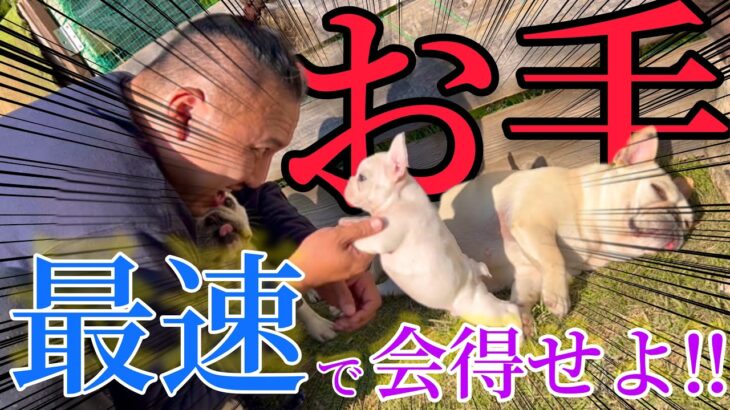 犬達にお手を教えたら子犬から老犬まで個性豊かで面白すぎたwww