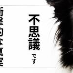 【驚愕‼️】【犬の不思議な世界】目の前の物が見えないのに1キロ先は見える！？犬の度数は〇〇だった！！視界に関する興味深い事実を明らかにしていきます！！#ペット #犬のしつけ #犬の健康