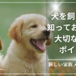 新しい家族メンバー！犬を飼う前に知っておくべき大切な10のポイント