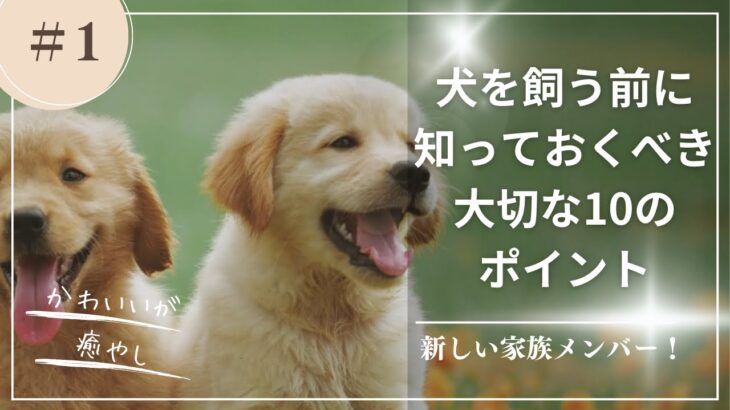 新しい家族メンバー！犬を飼う前に知っておくべき大切な10のポイント