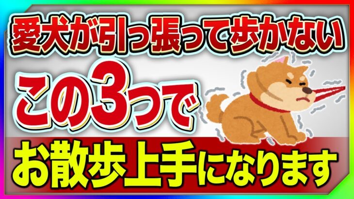 【しつけ】愛犬が散歩で引っ張る、歩かない！直し方はこの3つ！【プロドッグトレーナー】