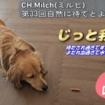 第33回自然に待てと良しできた　 #カニンヘンダックス  #ダックスフンド  #子犬  #ミニチュアダックス  #犬のいる暮らし #ペット動画 #犬グッズ #犬しつけ