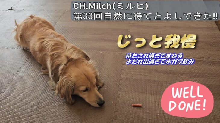 第33回自然に待てと良しできた　 #カニンヘンダックス  #ダックスフンド  #子犬  #ミニチュアダックス  #犬のいる暮らし #ペット動画 #犬グッズ #犬しつけ