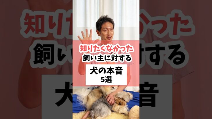 知りたくなかった！飼い主に対する犬の本音5選 #犬 #犬のしつけ #犬のいる暮らし