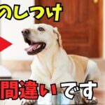 【必見】 『待て』を覚える5ステップの犬のしつけを紹介