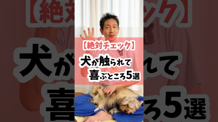 【絶対チェック】犬が触られて喜ぶ場所5選 #犬のしつけ #犬 #犬のいる暮らし