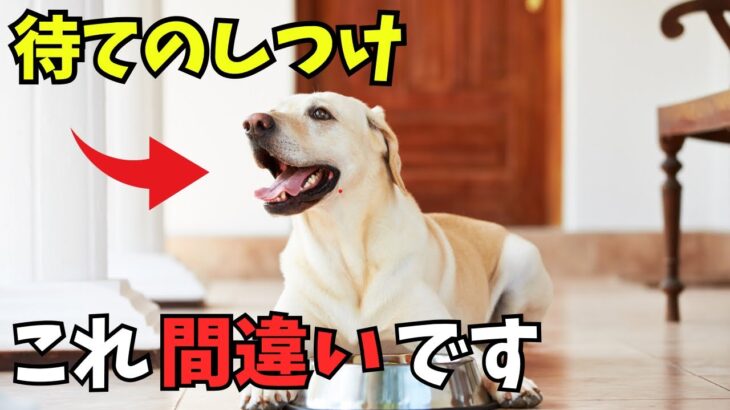 【必見】 『待て』を覚える5ステップの犬のしつけを紹介