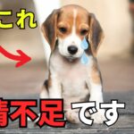 【要注意】愛情不足の犬がする行動5選を紹介