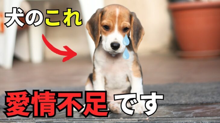 【要注意】愛情不足の犬がする行動5選を紹介