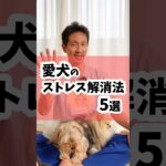 愛犬のストレス解消法5選 #dog #犬のしつけ #犬のいる暮らし