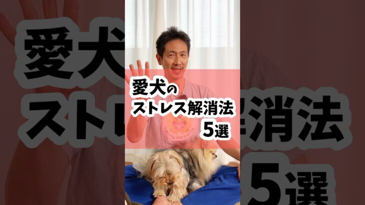 愛犬のストレス解消法5選 #dog #犬のしつけ #犬のいる暮らし