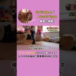 【犬の芸】愛犬の老化予防にも効果絶大！可愛い「バック」の教え方5ステップ♪ #shorts