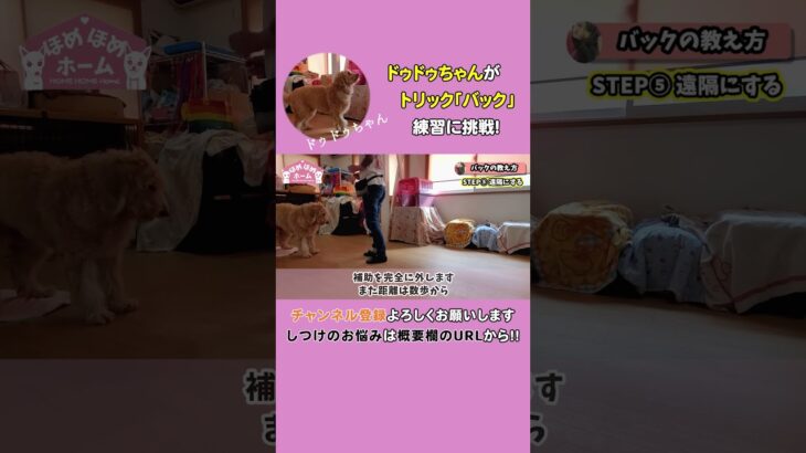 【犬の芸】愛犬の老化予防にも効果絶大！可愛い「バック」の教え方5ステップ♪ #shorts