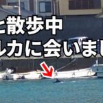 【犬とお出かけ】岐阜県から500㎞離れた日本の絶景を堪能する