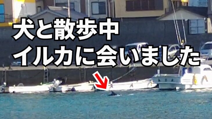 【犬とお出かけ】岐阜県から500㎞離れた日本の絶景を堪能する