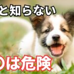 犬にやってはいけない危険な行動6選を紹介