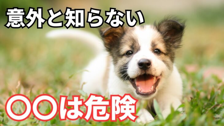 犬にやってはいけない危険な行動6選を紹介