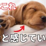 犬が幸せだと感じている時に見せる行動6選