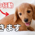 【意外】犬が懐く人の特徴6選を紹介