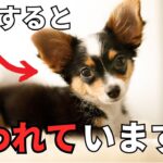 【要注意】犬が嫌いな人だけに見せる行動6選