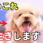 【最新版】長生きする犬の特徴6選を紹介