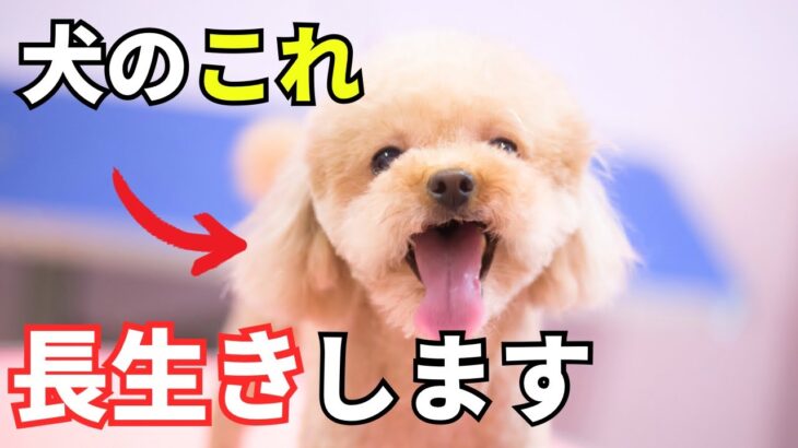 【最新版】長生きする犬の特徴6選を紹介 犬のしつけ 動画まとめサイト