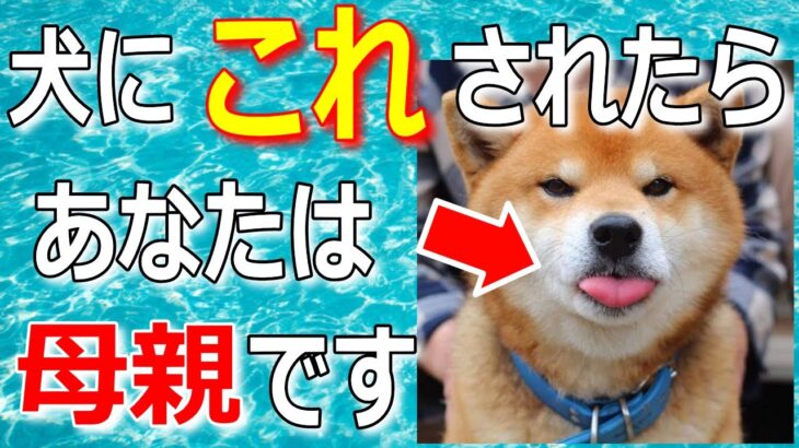 犬が家族で最愛の人だけに見せる仕草7選【完全版】