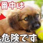 【注意】犬の留守番中に注意したい行動7選