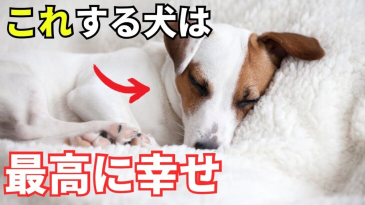 【最新】犬が幸せを感じる瞬間7選を紹介