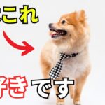 【完全版】犬が大好きな人にしか見せない仕草7選