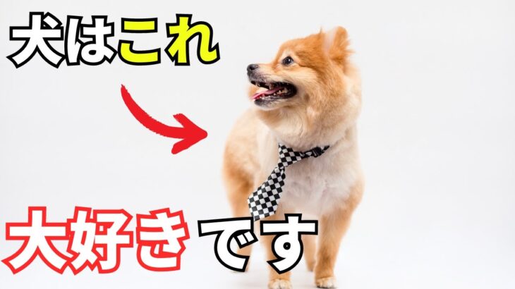 【完全版】犬が大好きな人にしか見せない仕草7選