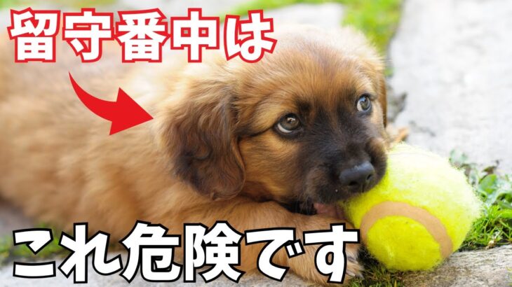 【注意】犬の留守番中に注意したい行動7選