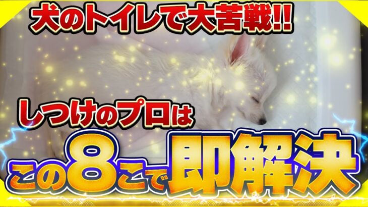 【犬のしつけ】トイレの教え方決定版！マスターさせるための考え方8つ！【裏技】