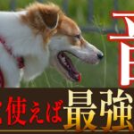 【しつけ】犬が喜ぶ、反応する、怖がる音でトレーニングする時のメリットデメリットは？【生活音/環境音/BGM】