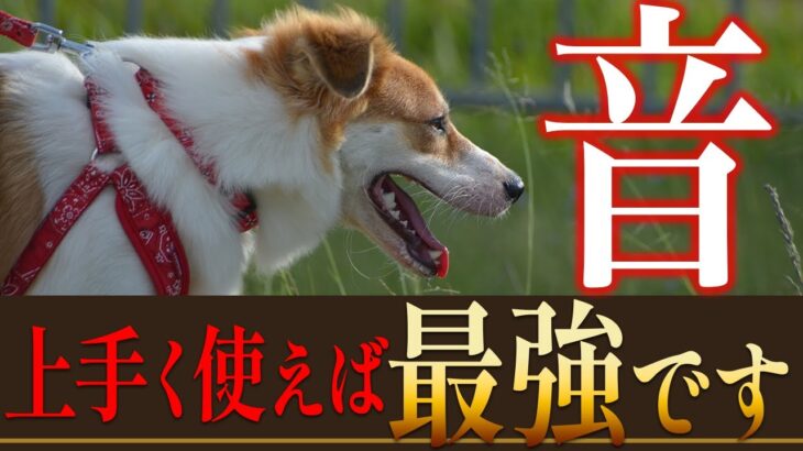 【しつけ】犬が喜ぶ、反応する、怖がる音でトレーニングする時のメリットデメリットは？【生活音/環境音/BGM】