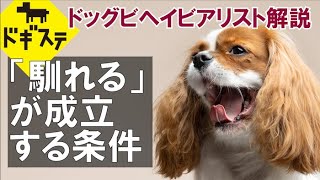 「馴れる」が成立する条件について解説 ：DOGGY STATION Vol.＊＊＊/犬のしつけ・問題行動・犬の心理学・犬の行動学・ドッグビヘイビアリスト