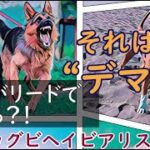 犬に緊張が伝わる条件と対処法：DOGGY STATION Vol.＊＊＊/犬のしつけ・問題行動・犬の心理学・犬の行動学・ドッグビヘイビアリスト