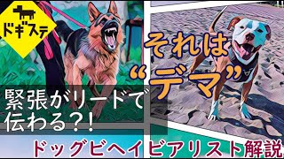 犬に緊張が伝わる条件と対処法：DOGGY STATION Vol.＊＊＊/犬のしつけ・問題行動・犬の心理学・犬の行動学・ドッグビヘイビアリスト