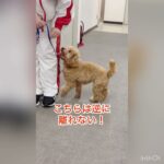 分かればIQ120！犬の気持ちが分かるかな？#犬 #お座り #クイズ