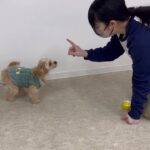 ＃犬のようちえん　＃犬のほいくえん　＃犬お泊りトレーニング　　#子犬しつけ  #しつけ教室 　#マルプー  ＃MIX犬  ＃犬のしつけ　#パピートレーニング