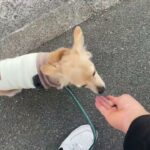 MIX犬の”エールくん”と散歩トレーニング！