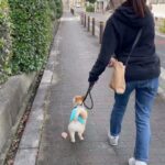 MIX犬の”ぽんたくん”と散歩トレーニング！