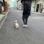 MIX犬の”モカちゃん”と散歩トレーニング！