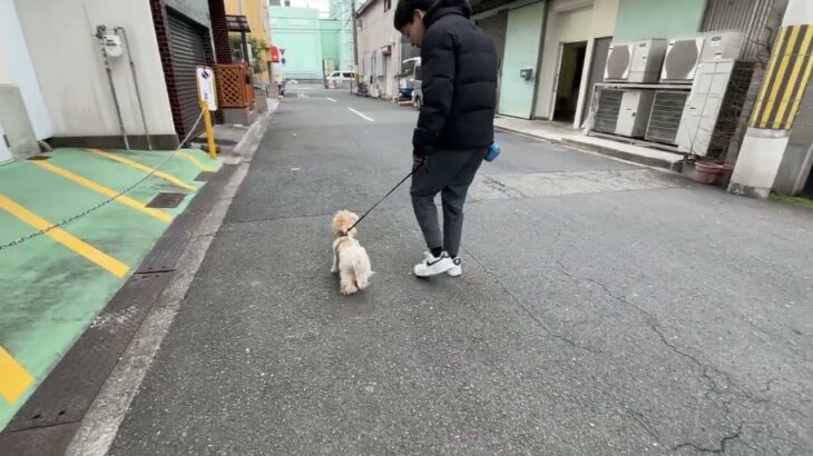 MIX犬の”モカちゃん”と散歩トレーニング！