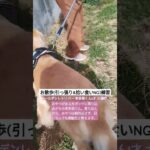 引っ張り&拾い食いNG練習 #ゴールデンレトリバー #犬お散歩 #お散歩練習 #犬引っ張り #犬拾い食い #大型犬 #大型犬しつけ #小型犬しつけ #中型犬しつけ