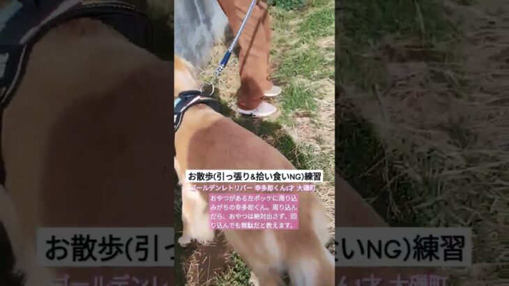 引っ張り&拾い食いNG練習 #ゴールデンレトリバー #犬お散歩 #お散歩練習 #犬引っ張り #犬拾い食い #大型犬 #大型犬しつけ #小型犬しつけ #中型犬しつけ