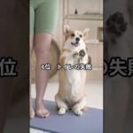 犬のしつけ？飼い主が困ったTOP10 #shots #dog #出張レッスン #柴犬