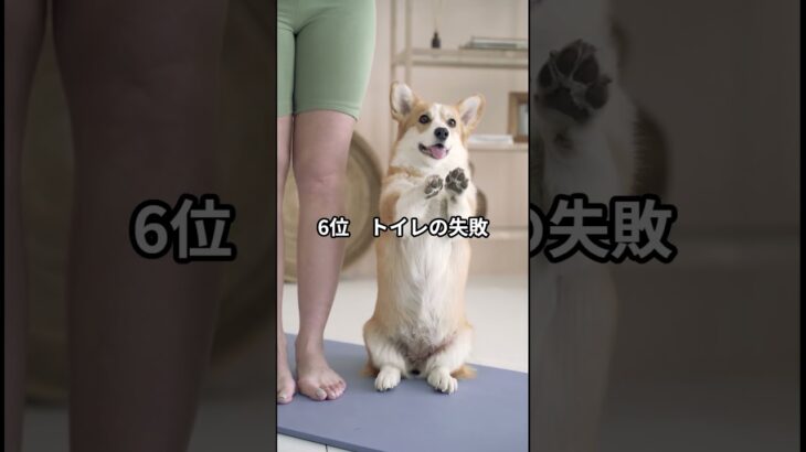 犬のしつけ？飼い主が困ったTOP10 #shots #dog #出張レッスン #柴犬