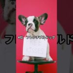 日本で人気な犬種 TOP10 #shots #dog  #柴犬